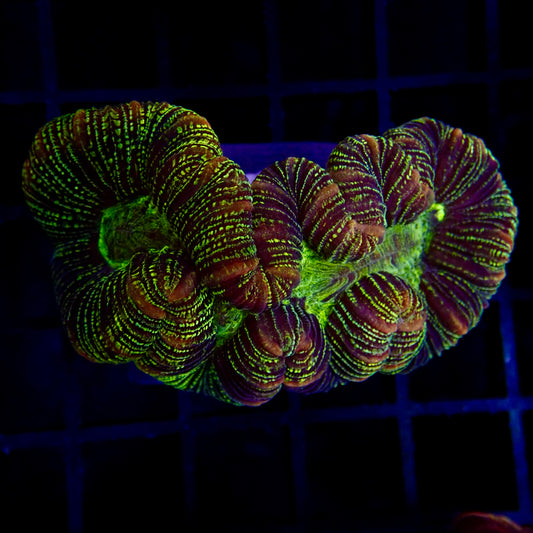 Multicolor Trachyphyllia