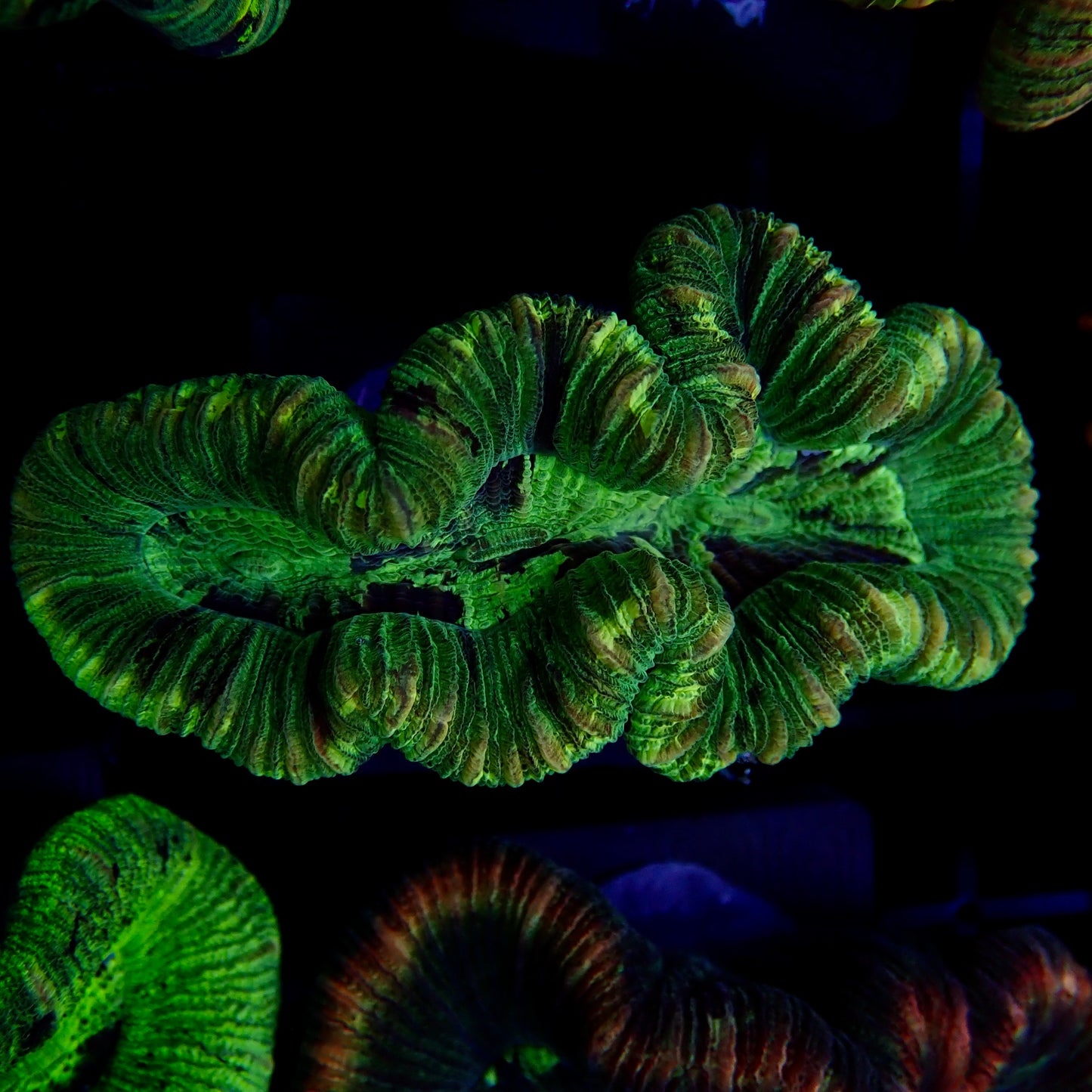 Trachyphyllia Multi-Green Assorti