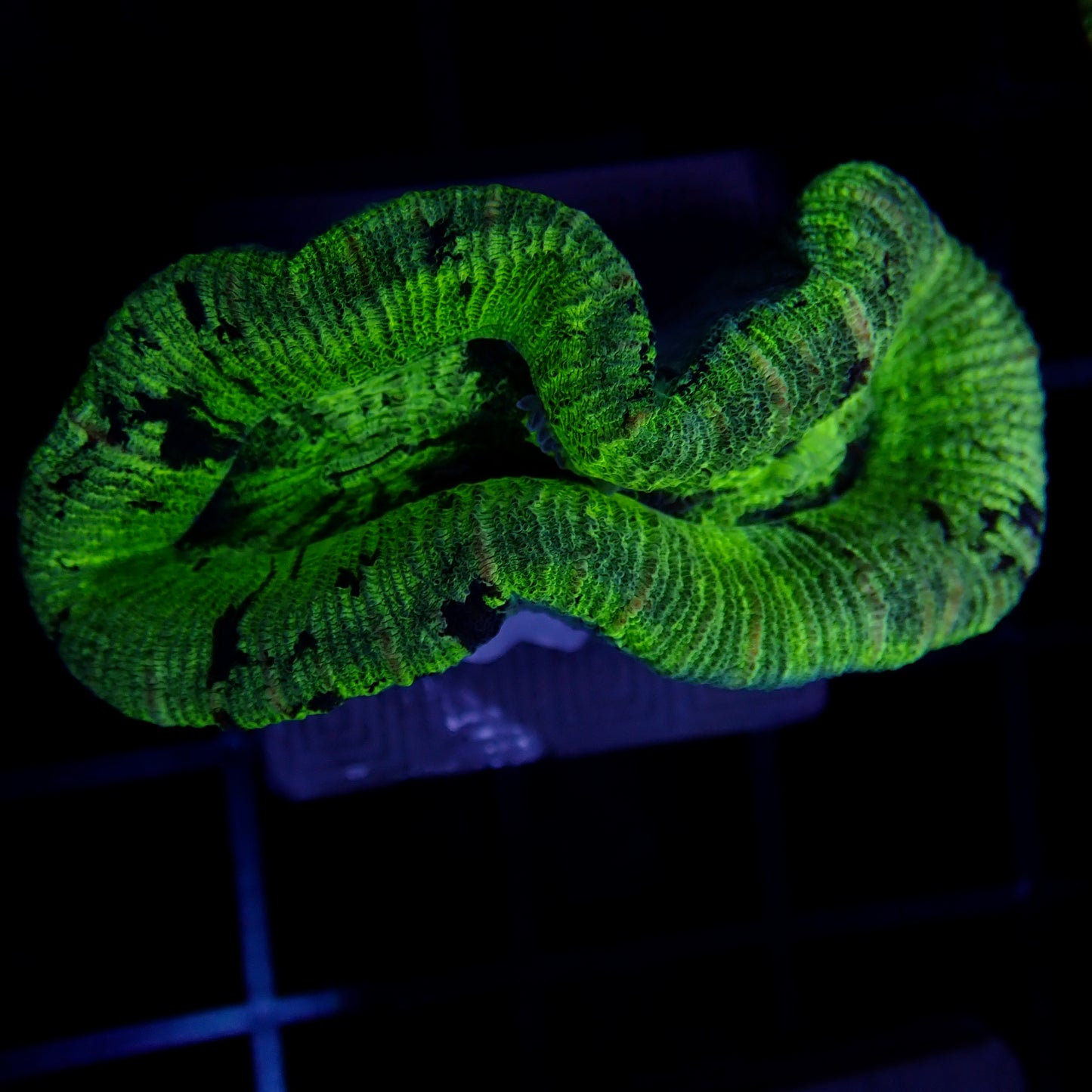 Trachyphyllia Multi-Green Assorti