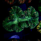 Trachyphyllia Multi-Green Assorti