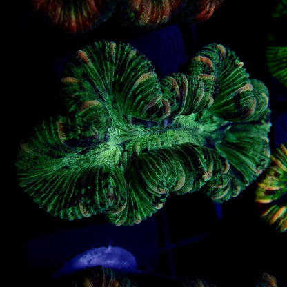 Trachyphyllia Multi-Green Assorti