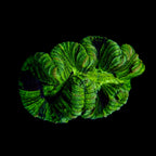 Trachyphyllia Multi-Green Assorti