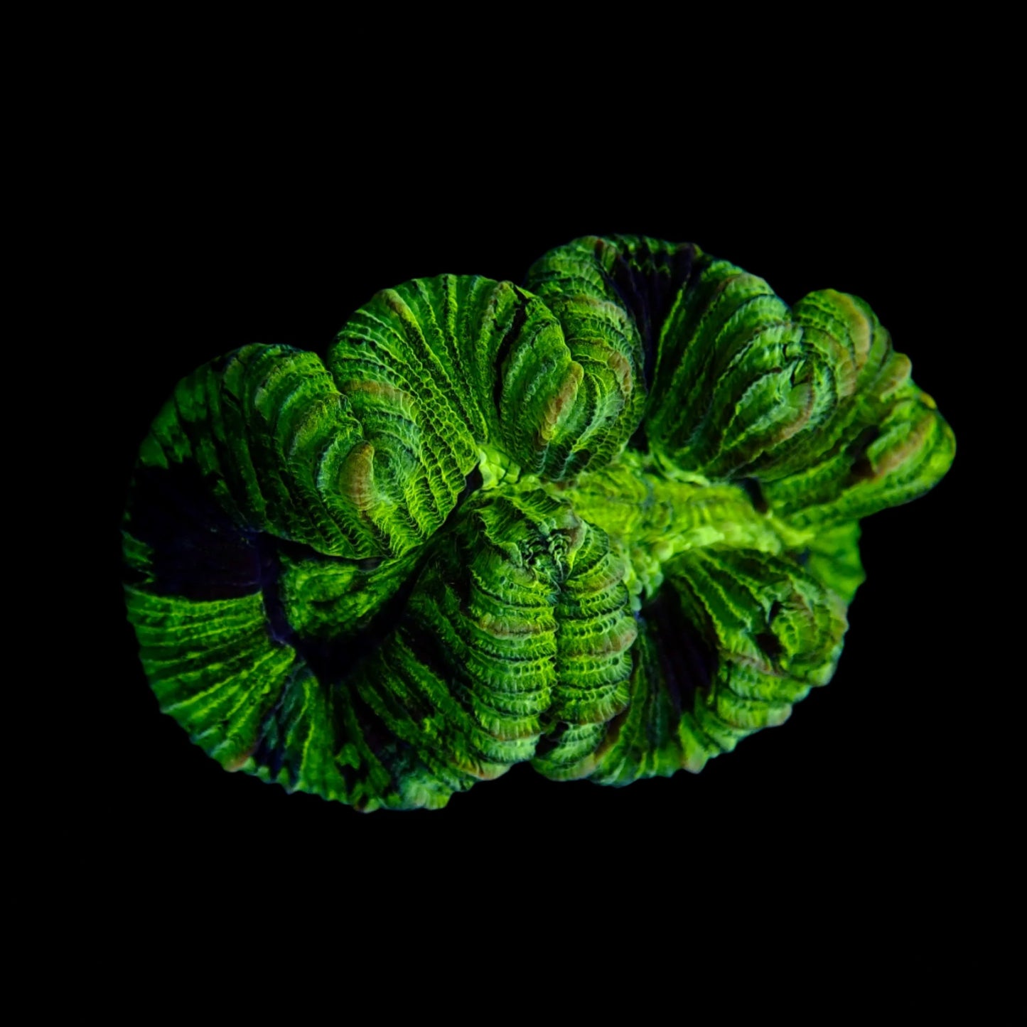 Trachyphyllia Multi-Green Assorti