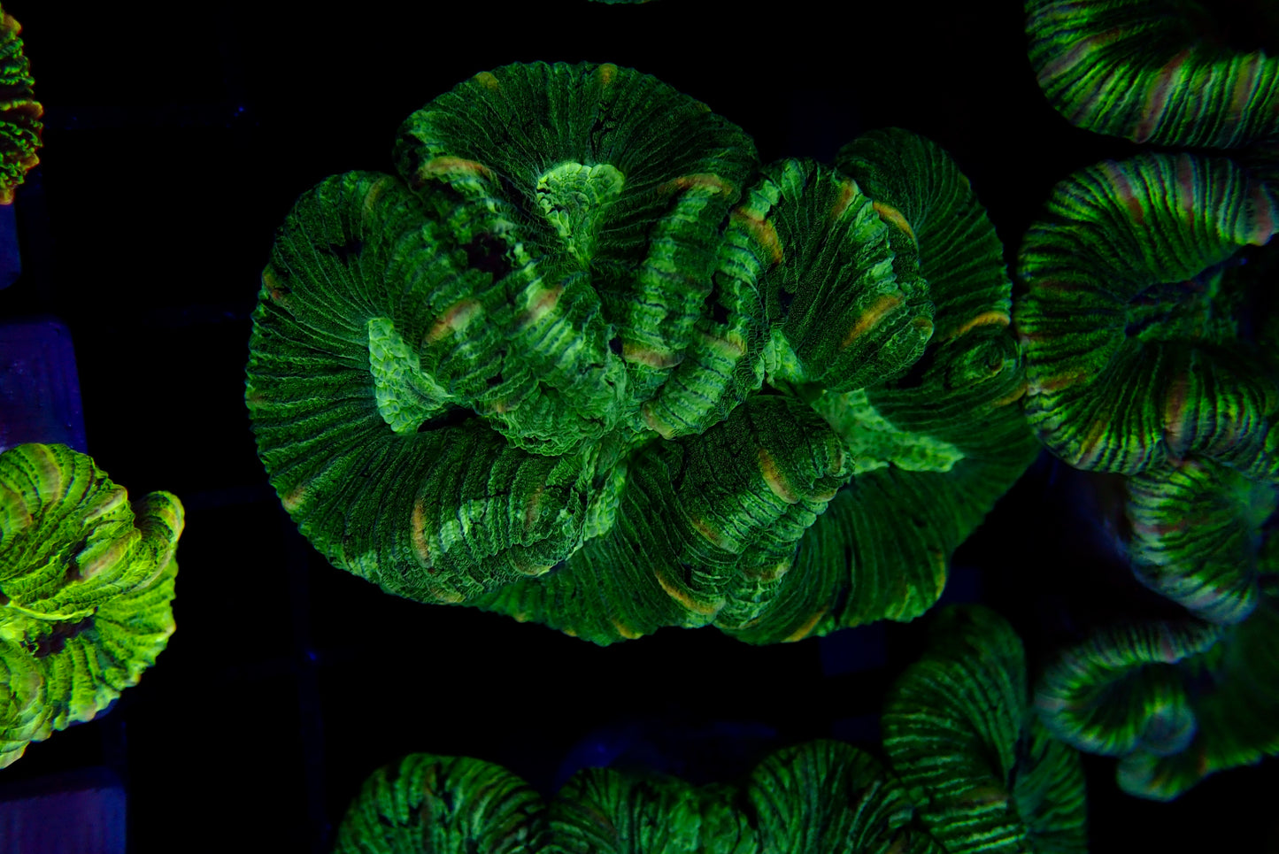 Trachyphyllia Multi-Green Assorti