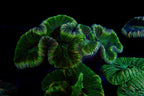 Trachyphyllia Multi-Green Assorti