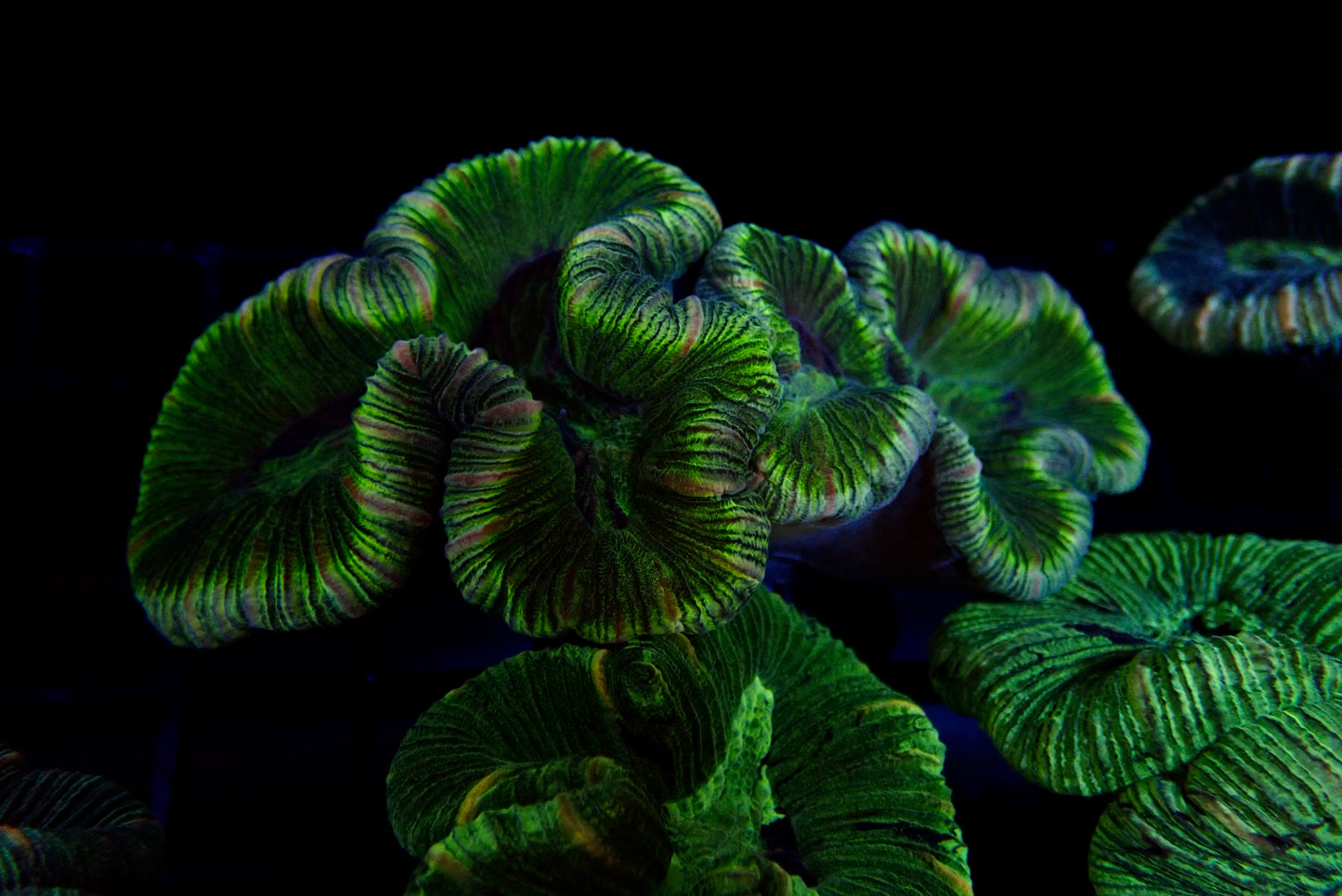 Trachyphyllia Multi-Green Assorti