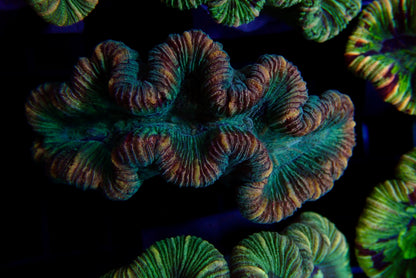 Trachyphyllia Multi-Green Assorti