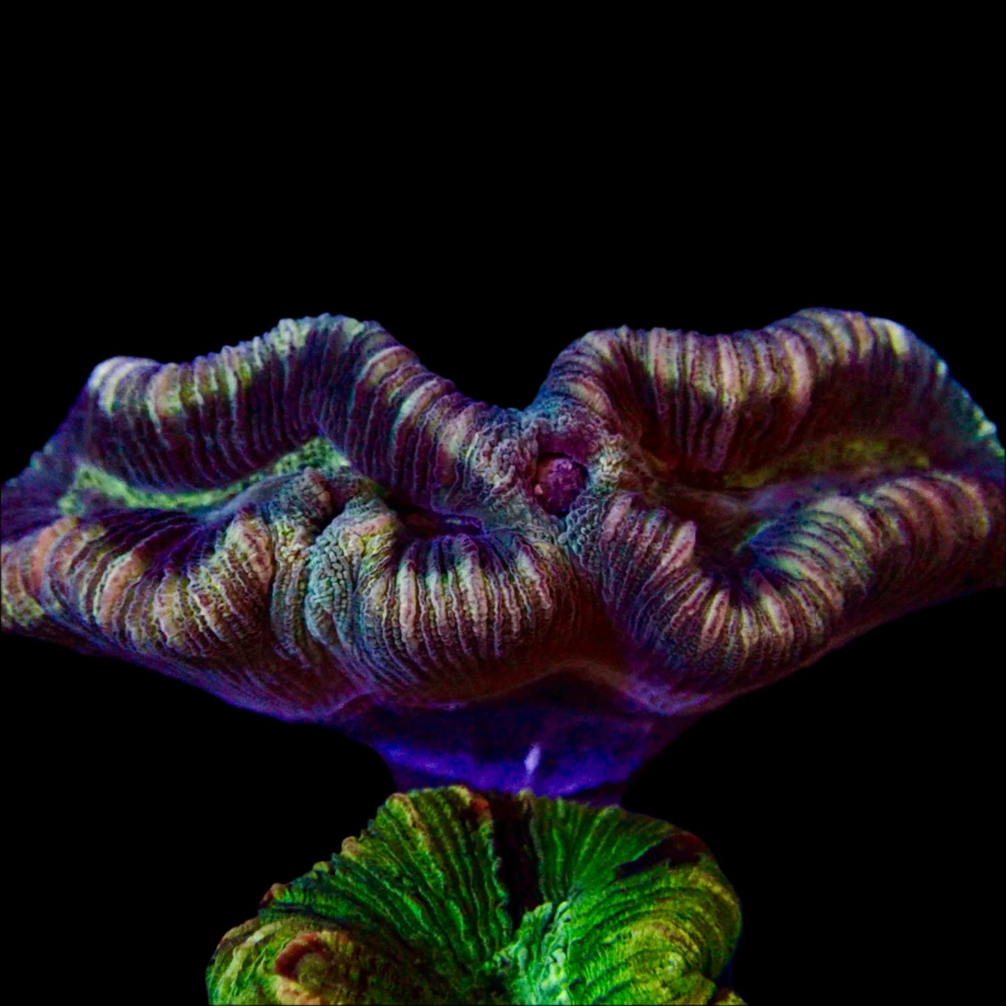 Multicolor Trachyphyllia