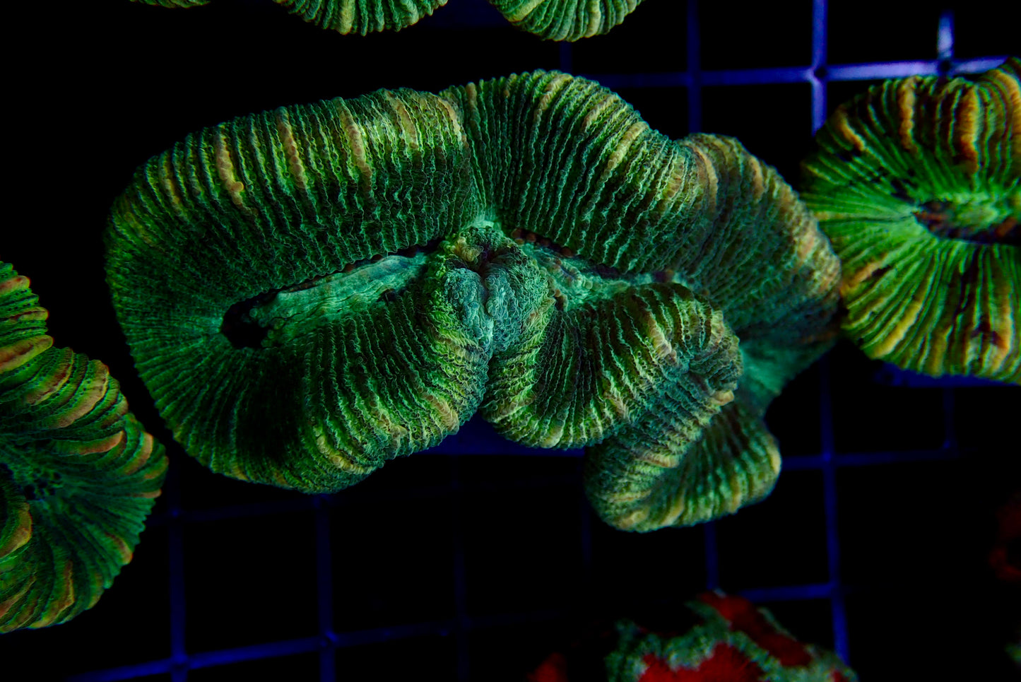 Trachyphyllia Multi-Green Assorti