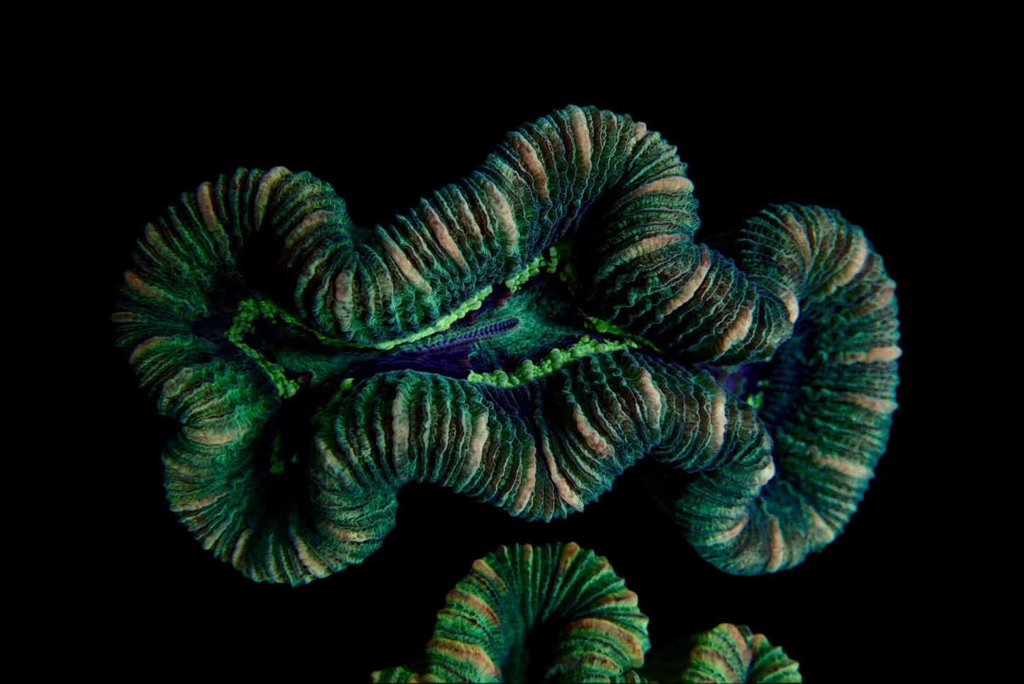 Trachyphyllia Multi-Green Assorti