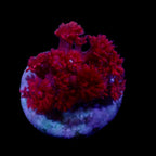 Gionopora Ultra Bloody red frag