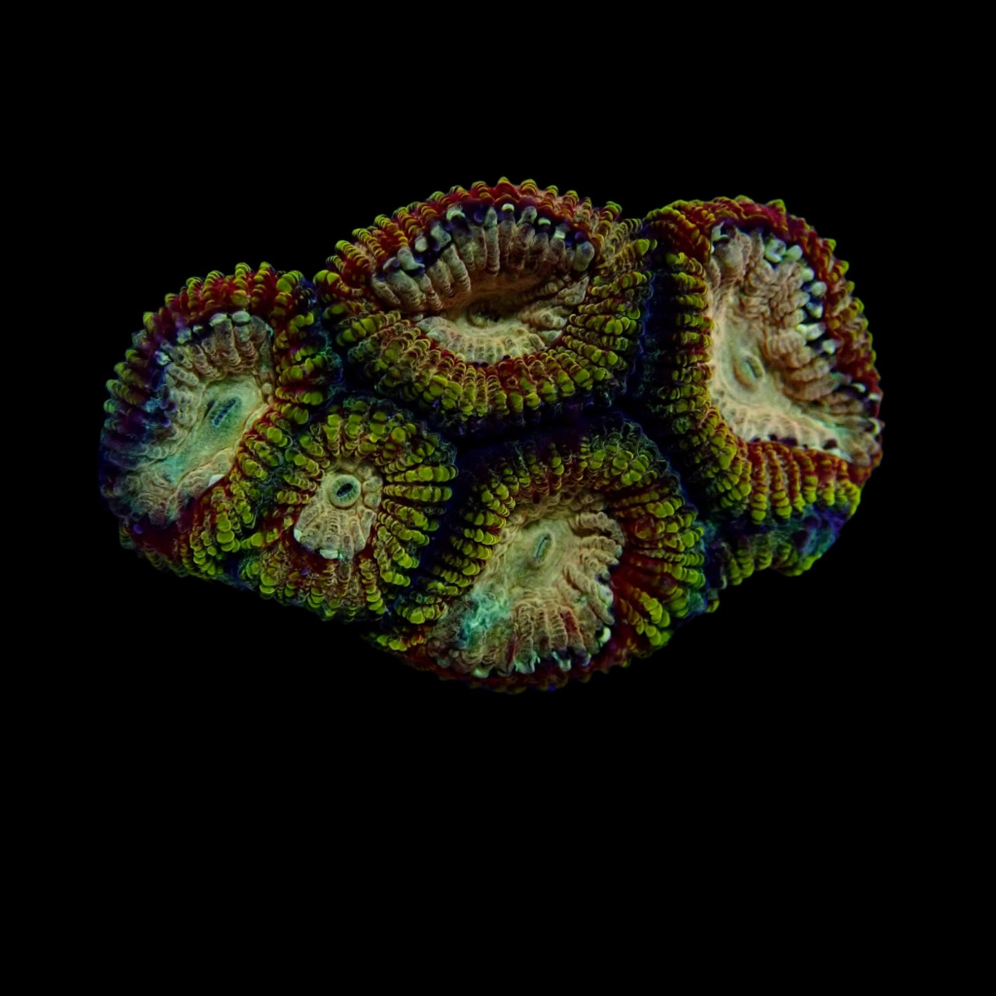 Acanthastrea Lordhowensis Ultra frag