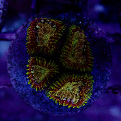 Acanthastrea Lordhowensis Ultra frag