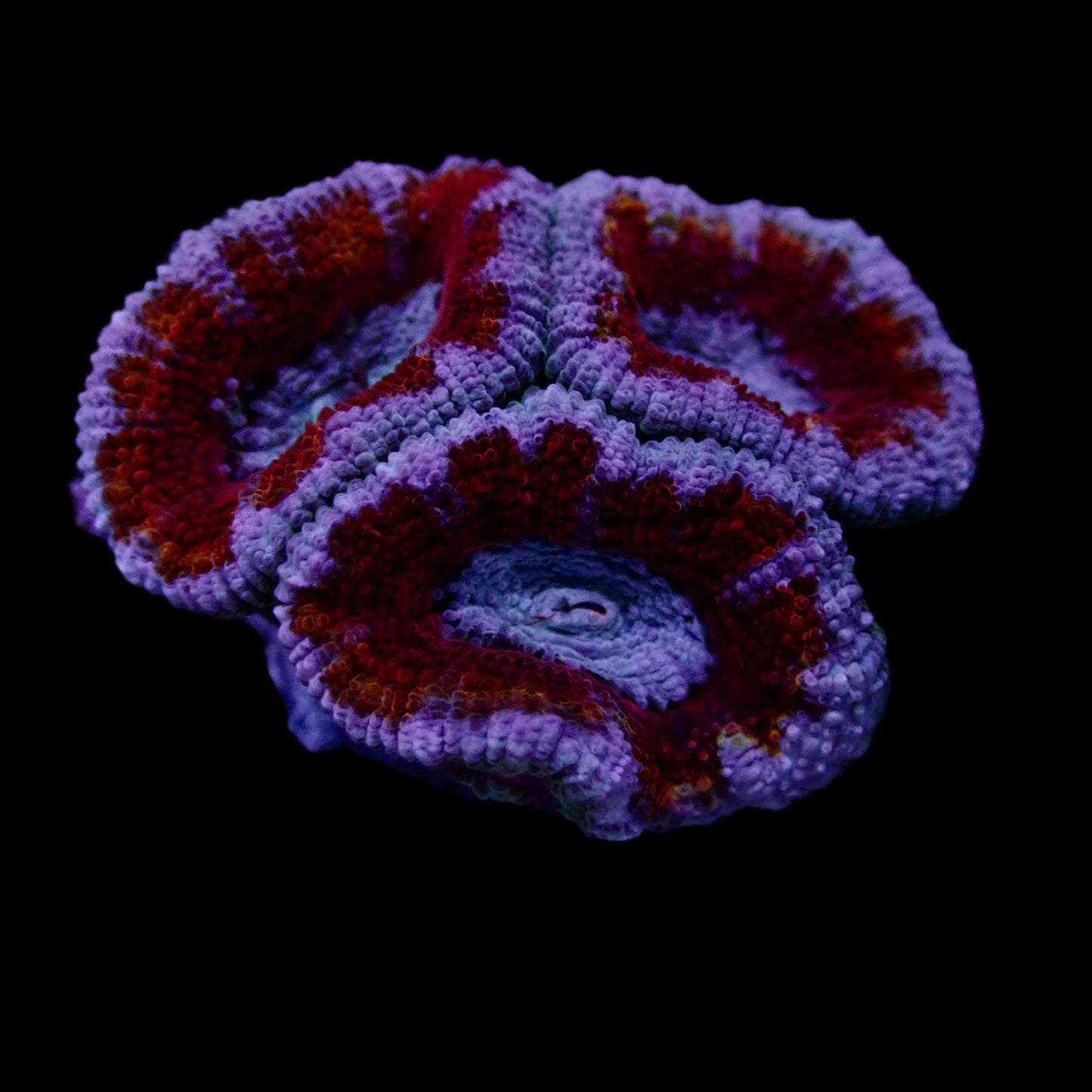 Acanthastrea Lordhowensis frag