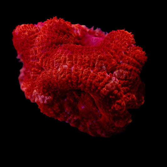 Acanthastrea Lordhowensis Rainbow Ultra frag