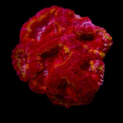 Acanthastrea Lordhowensis Rainbow Ultra frag