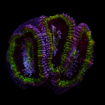 Acanthastrea Lordhowensis Rainbow Ultra frag