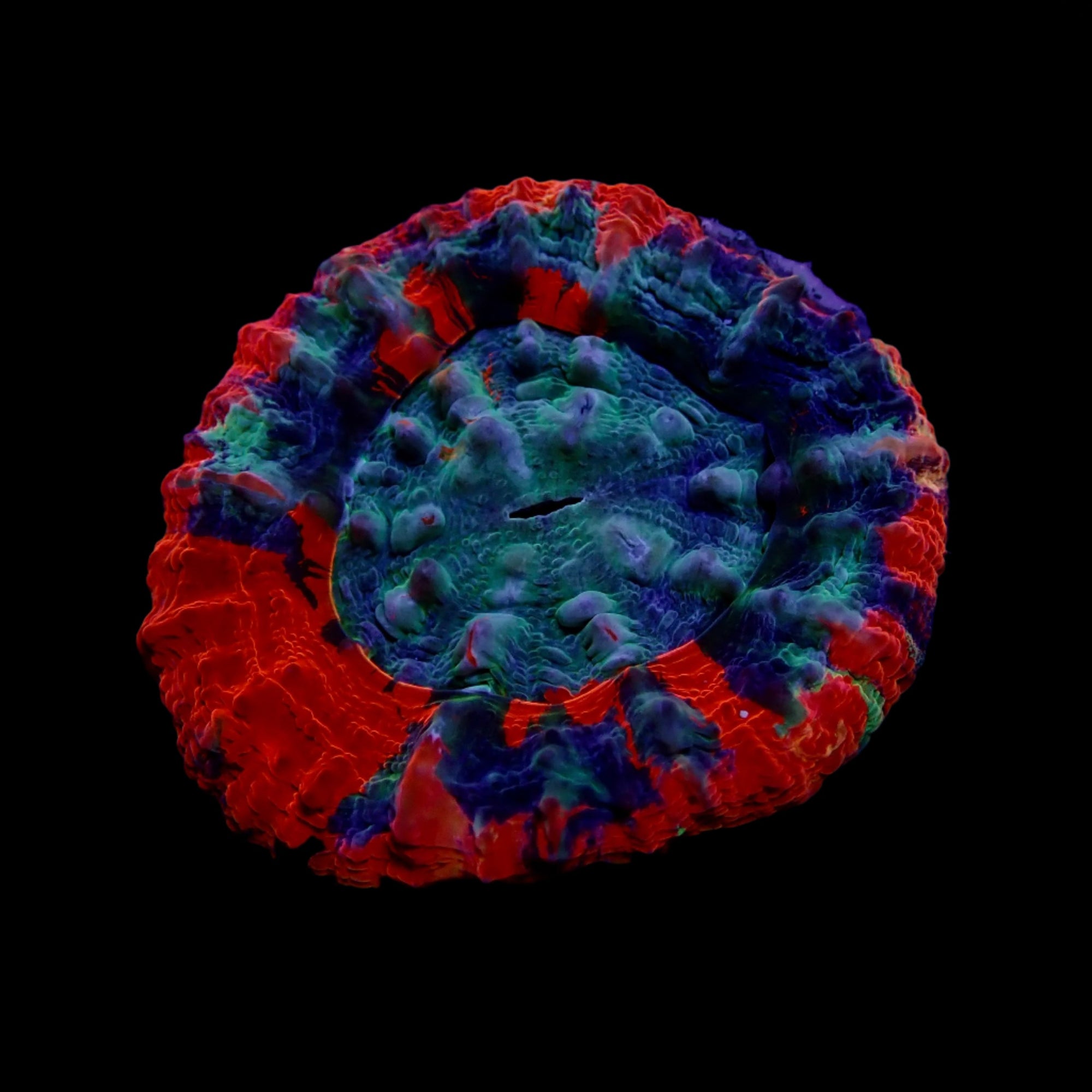 Scolymia Ultra Frag
