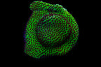 Chili Pepper Montipora