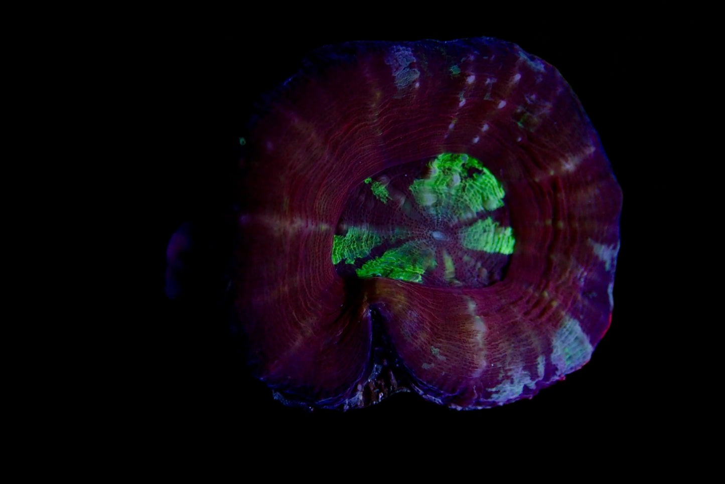 Scolymia Ultra Frag pastel