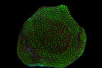Chili Pepper Montipora