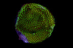 Chili Pepper Montipora