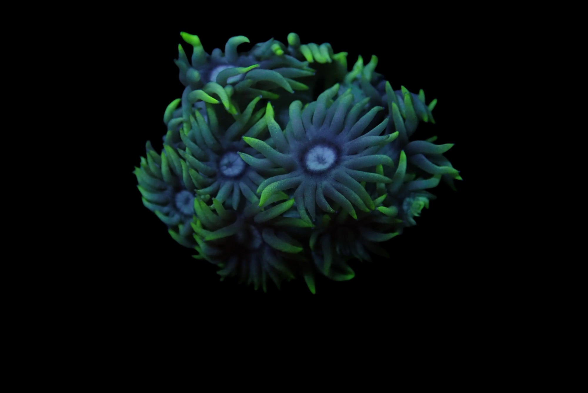 Goniopora Ultra Frag