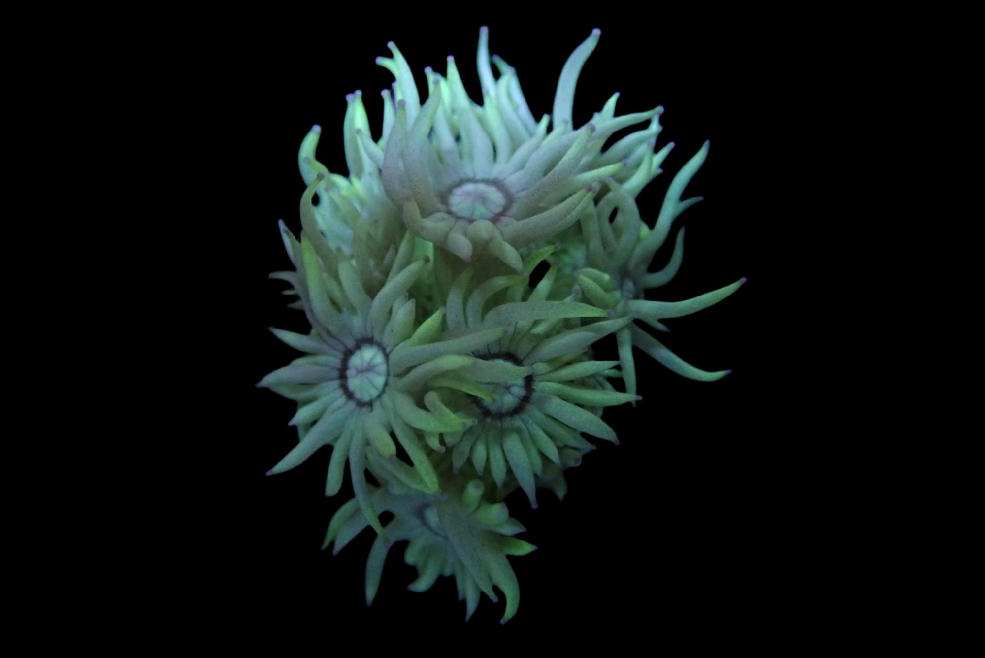 Goniopora Ultra Frag