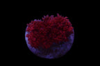 Gionopora Ultra Bloody red