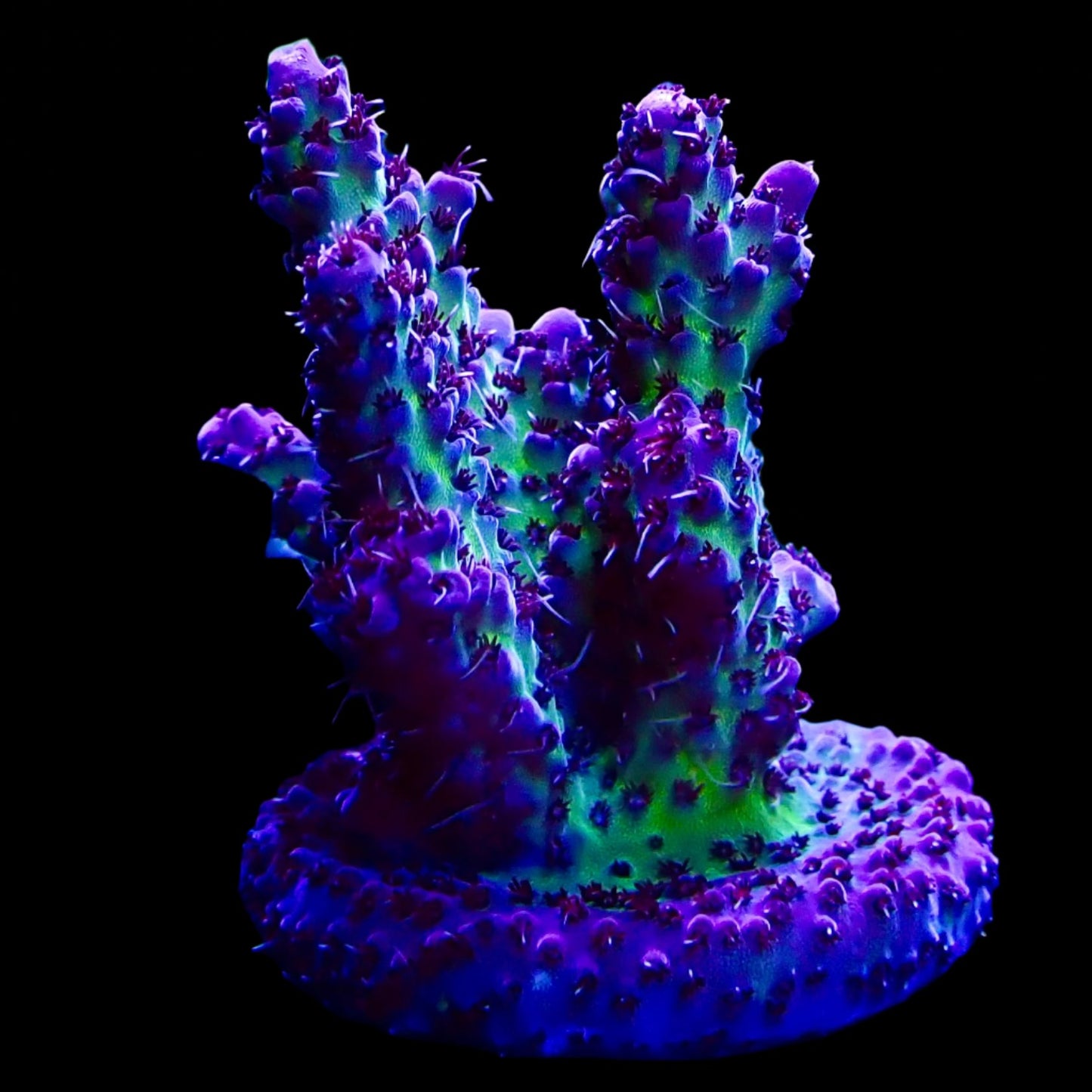 Acropora Frag Australia WYSIWYG