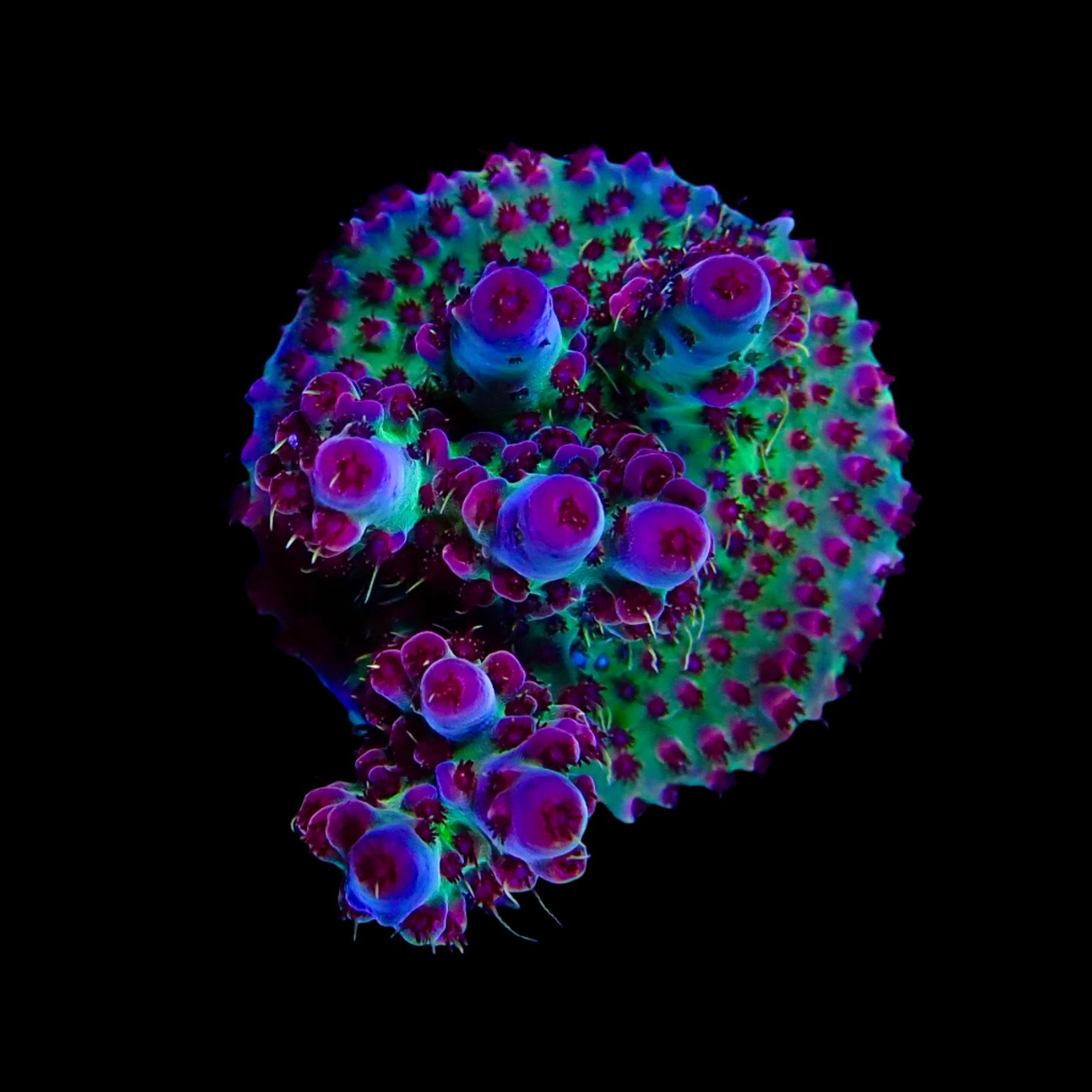 Acropora Frag Australie WYSIWYG