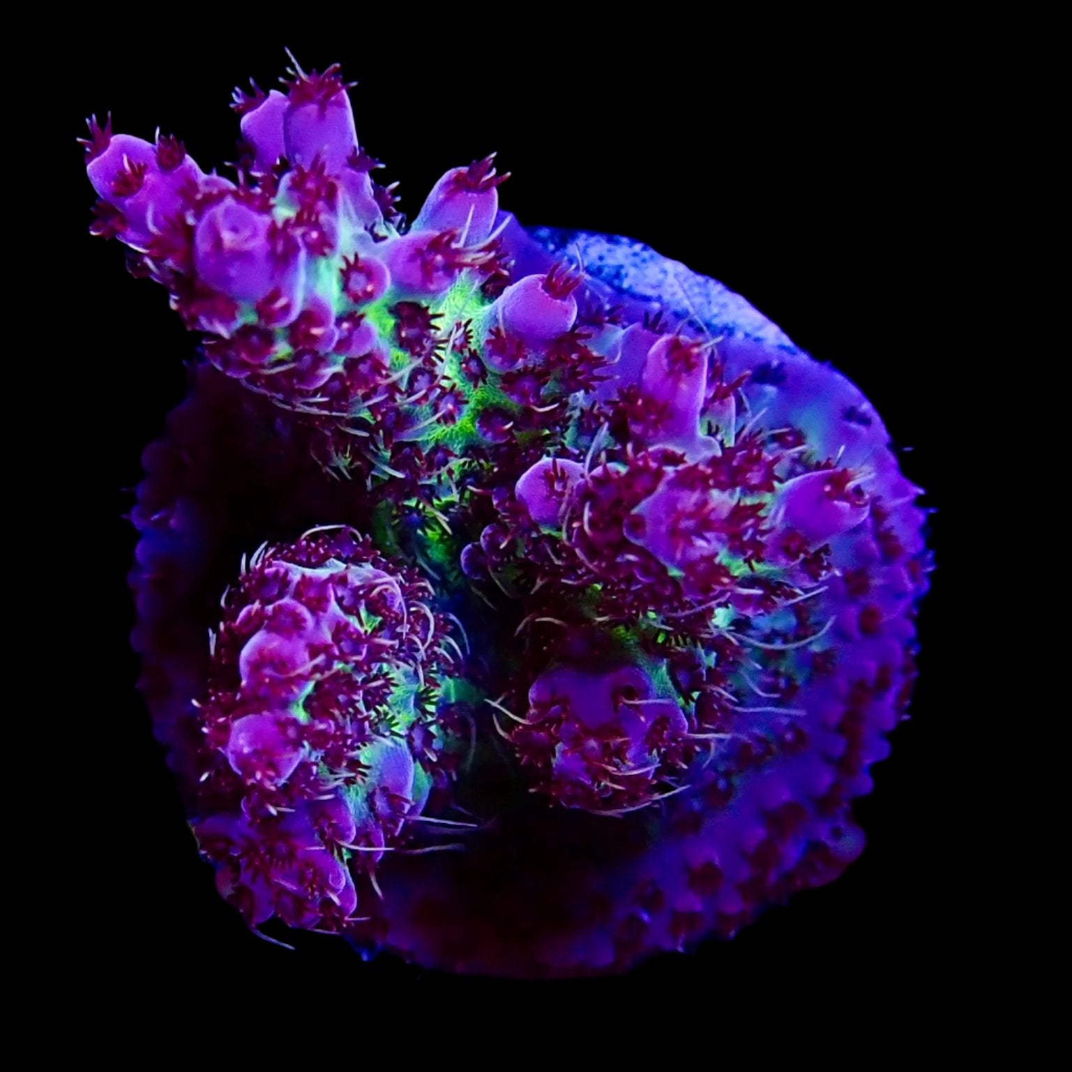 Acropora Frag Australie WYSIWYG