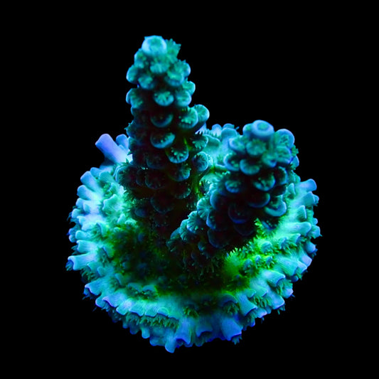 Vibrant Acropora coral under intense lighting in a reef aquarium