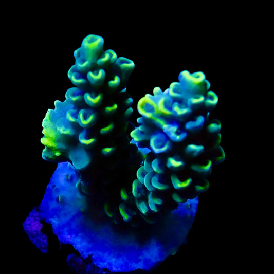 Vibrant Acropora coral under intense lighting in a reef aquarium