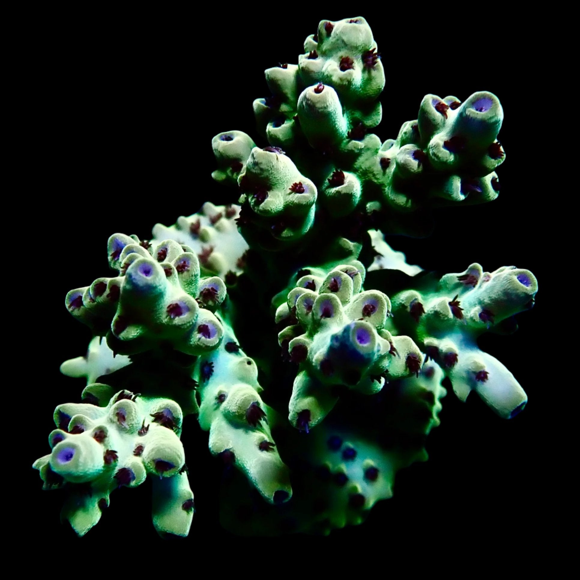 Acropora Frag Australie WYSIWYG
