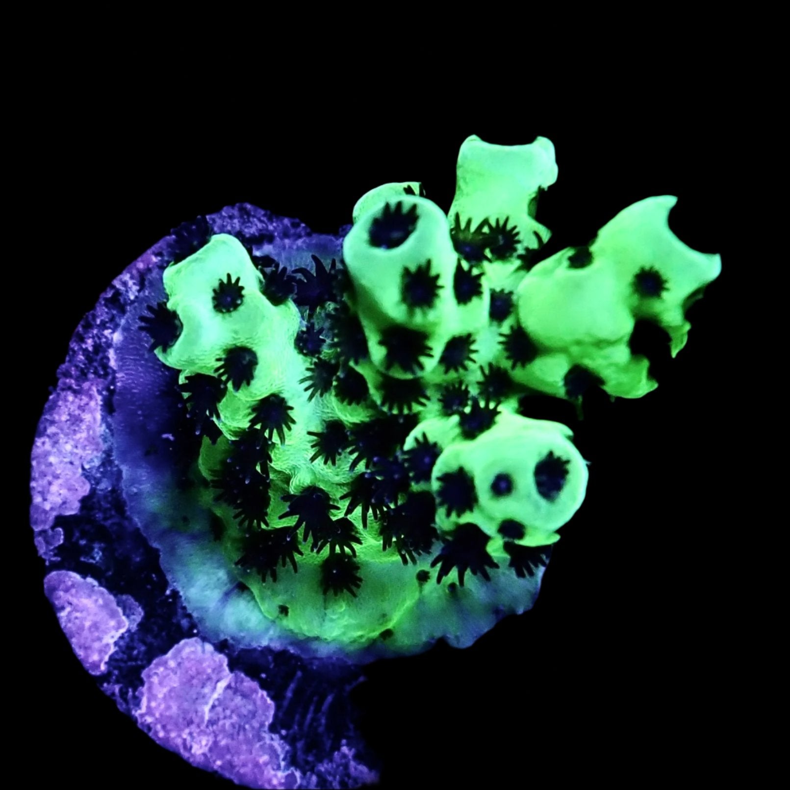Acropora Frag Australie WYSIWYG
