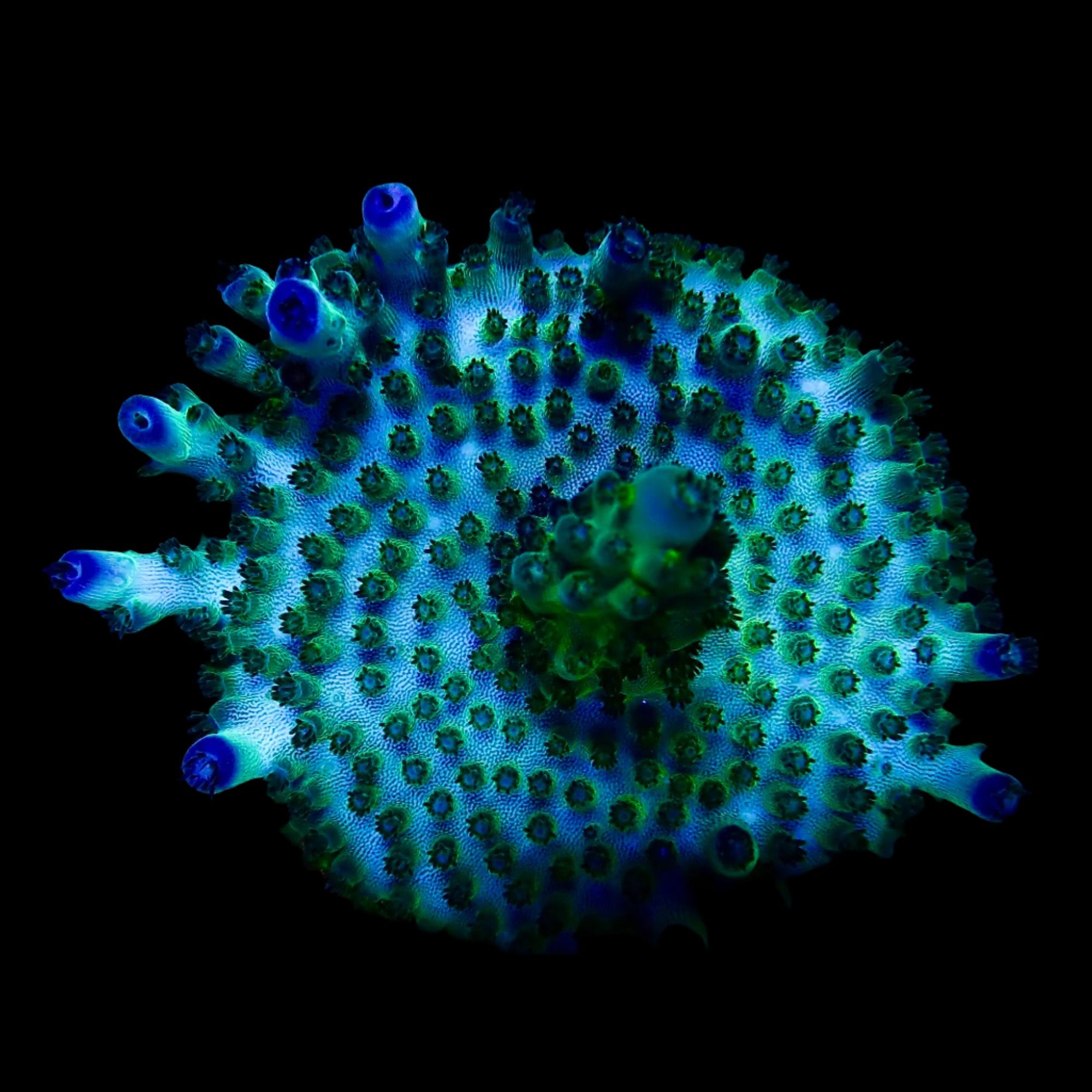 Acropora Frag Australie WYSIWYG