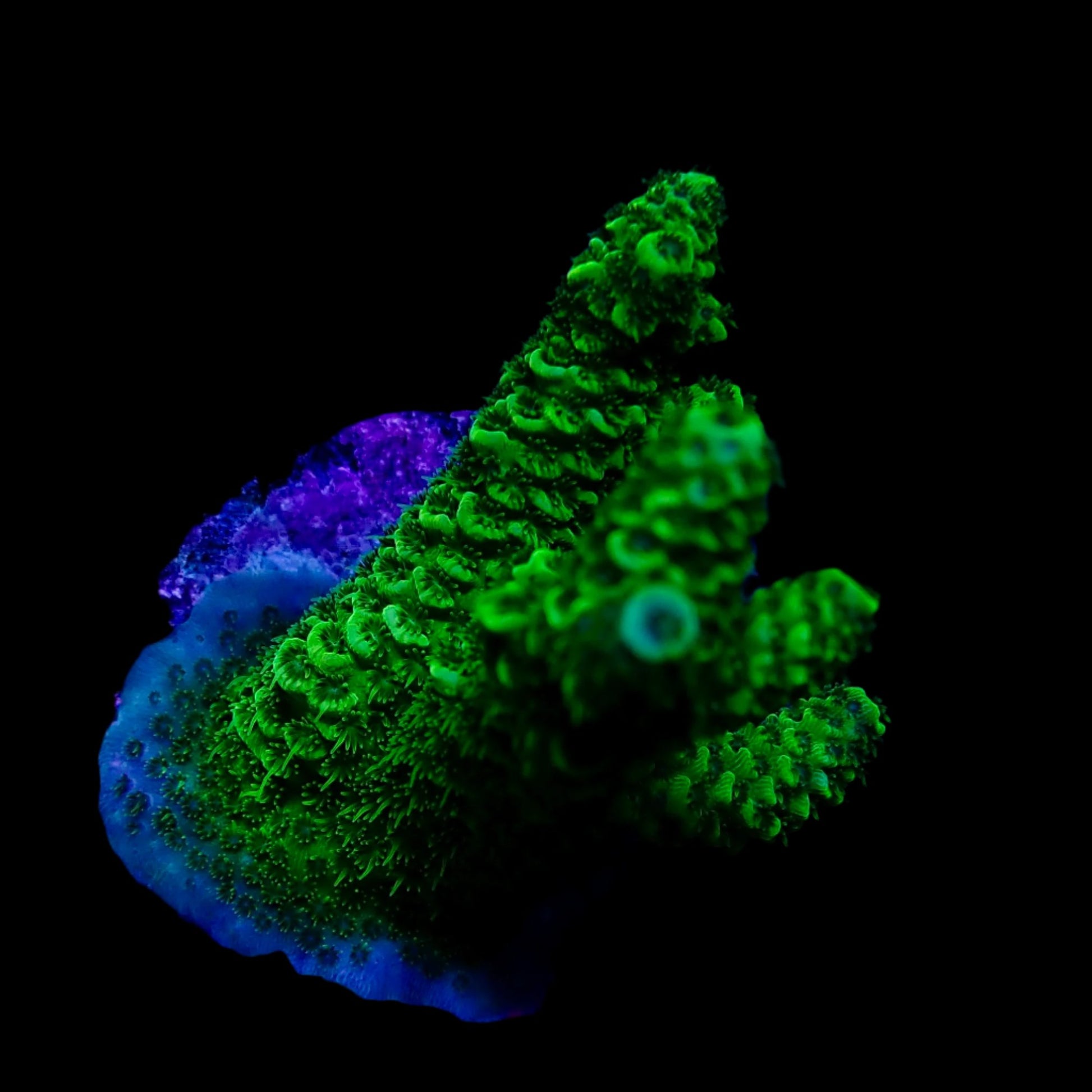 Vibrant Acropora coral under intense lighting in a reef aquarium