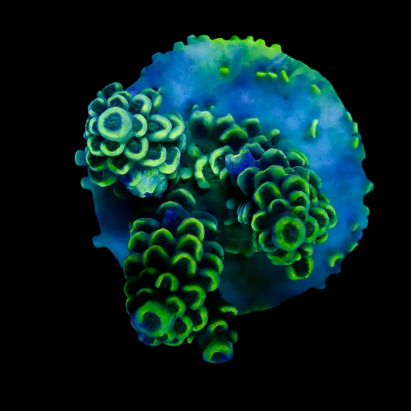 Acropora Frag Australie WYSIWYG