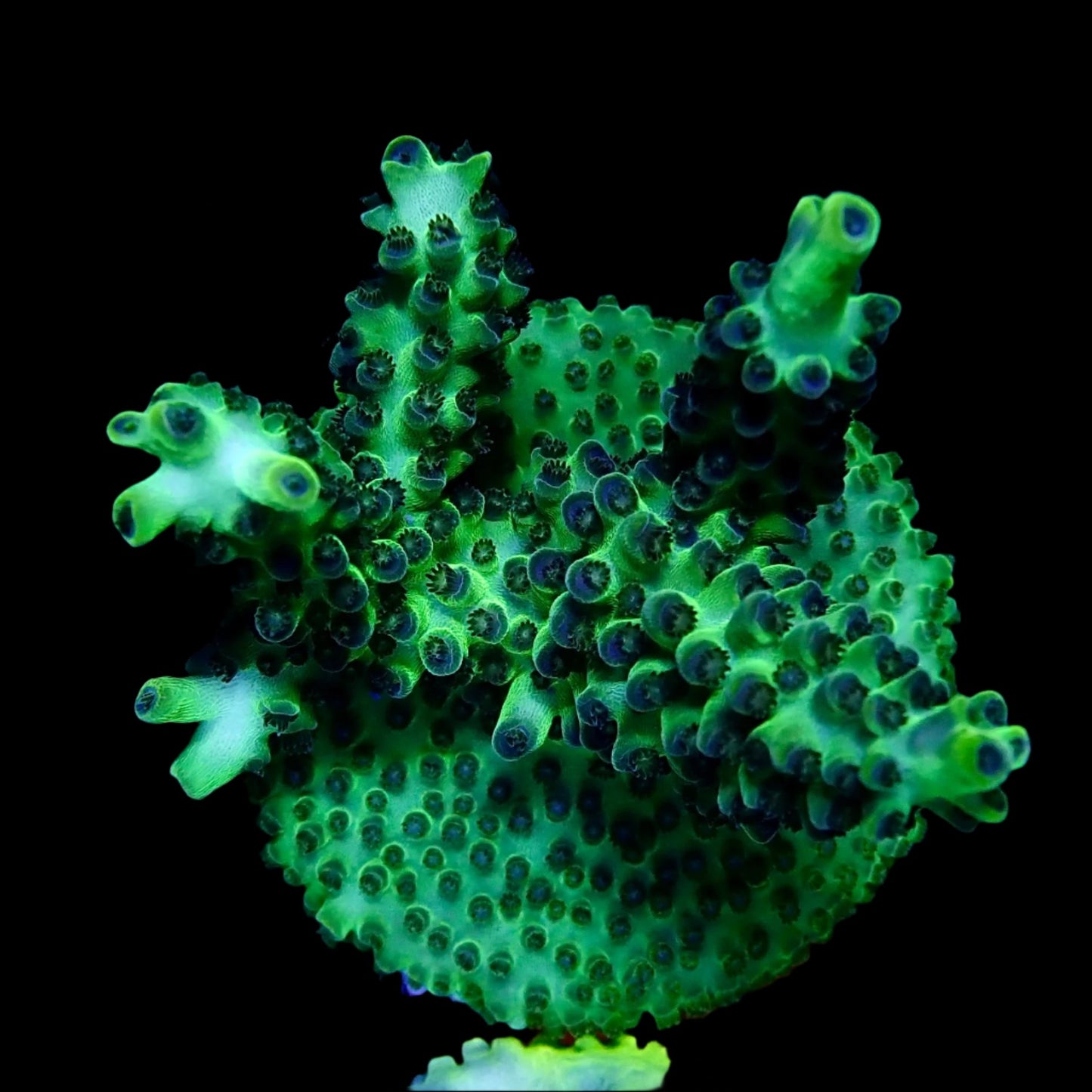 Vibrant Acropora coral under intense lighting in a reef aquarium