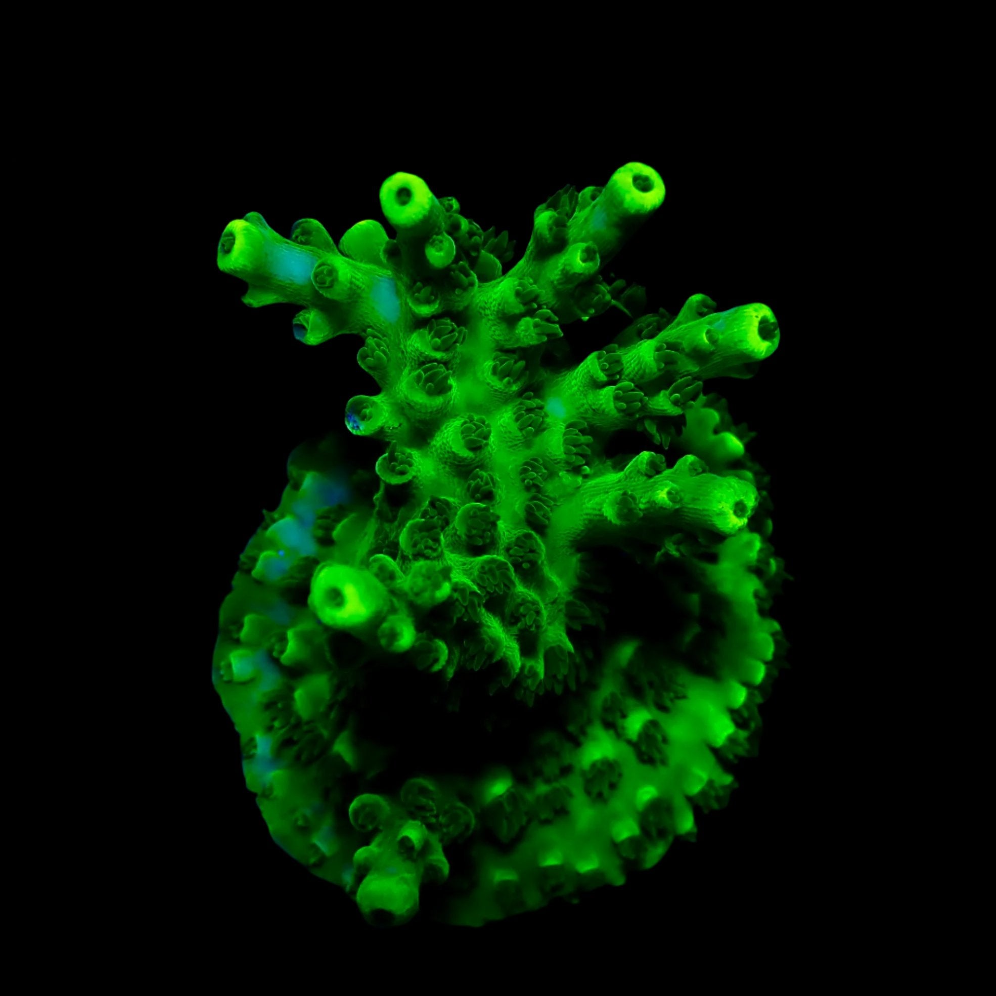 Acropora Frag Australie WYSIWYG