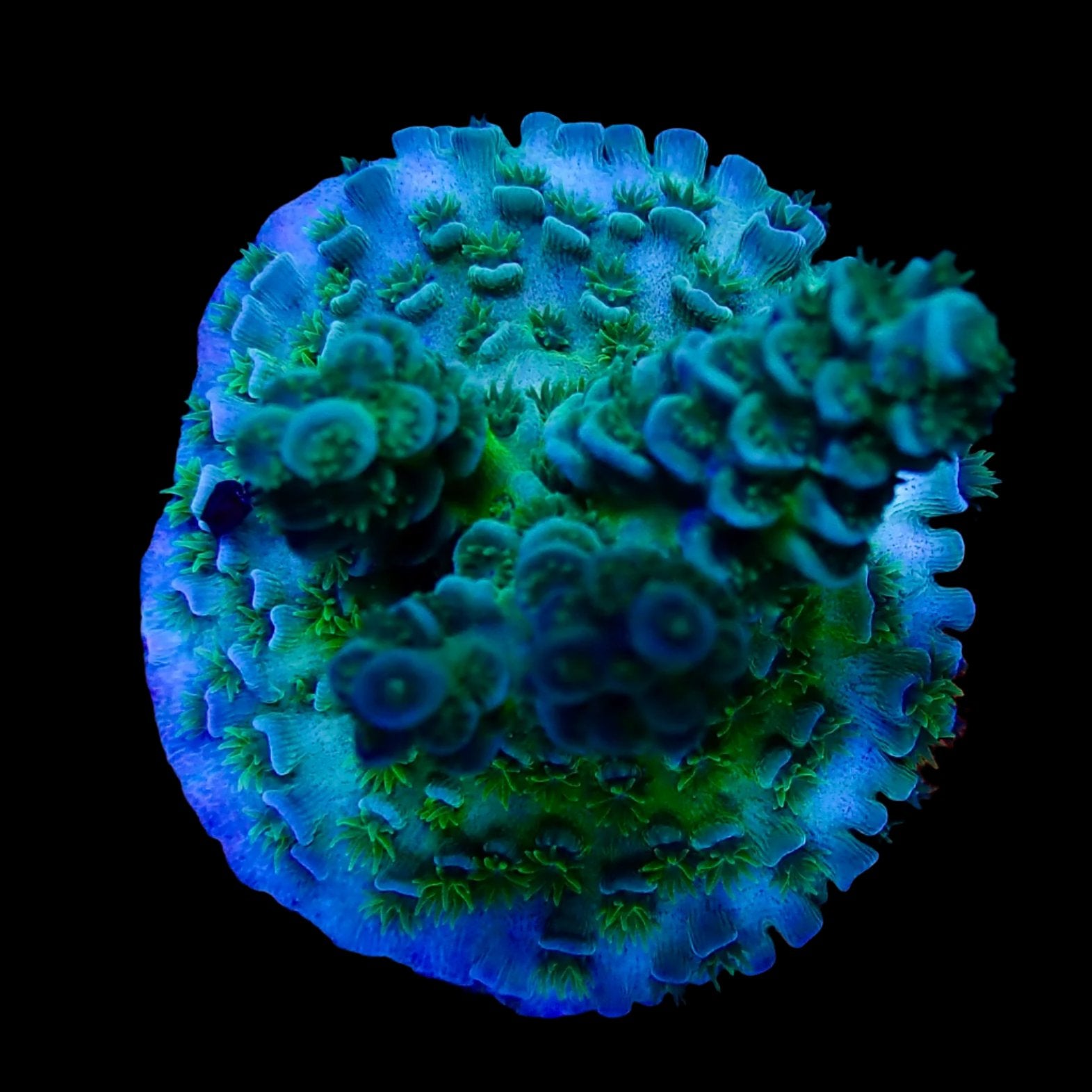 Acropora Frag Australie WYSIWYG
