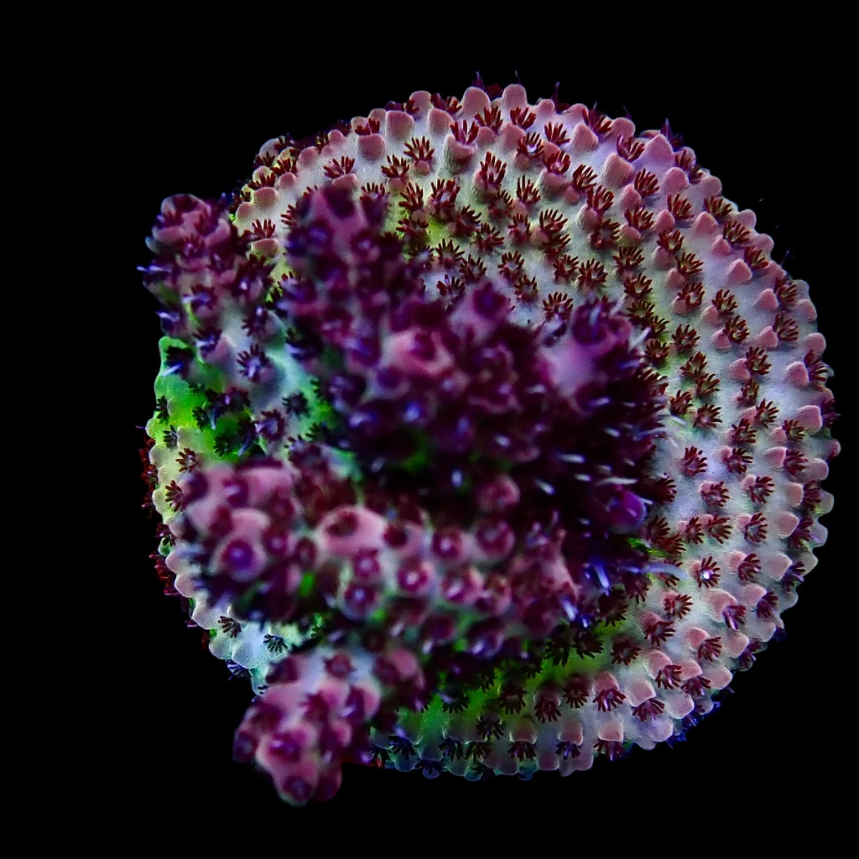 Acropora Frag Australie WYSIWYG