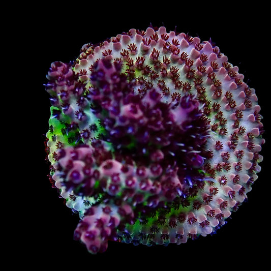 Vibrant Acropora coral under intense lighting in a reef aquarium