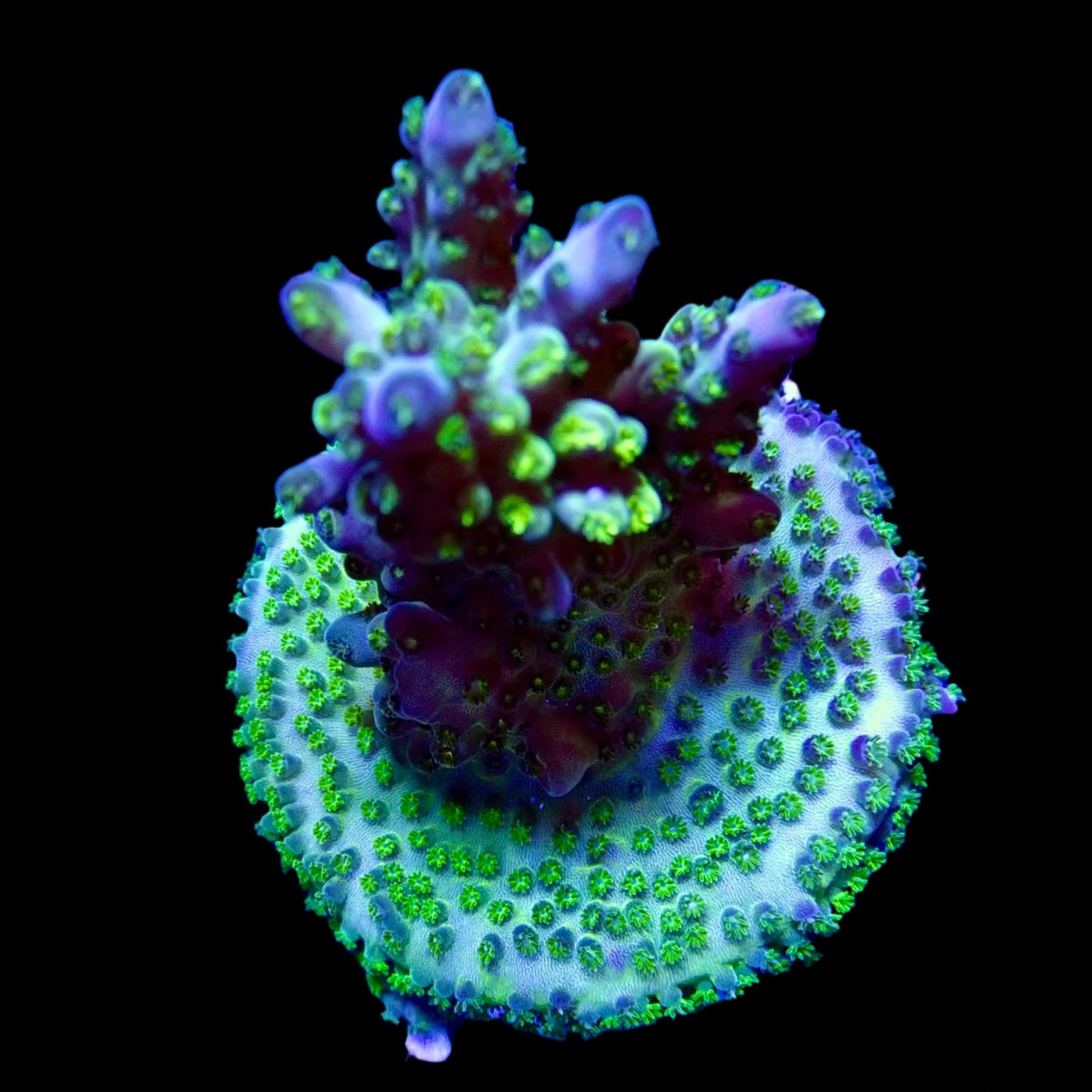 Vibrant Acropora coral under intense lighting in a reef aquarium