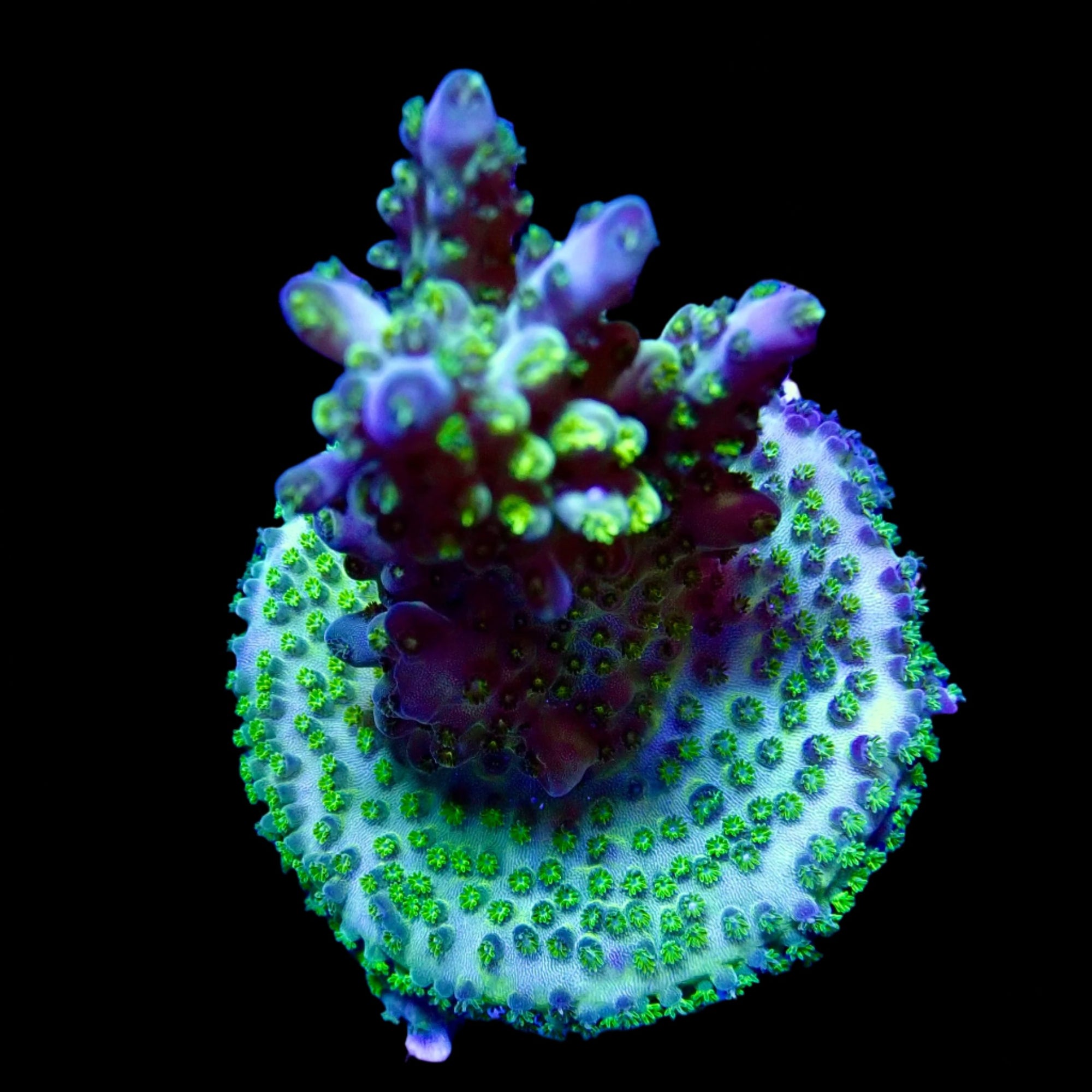 Acropora Frag Australie WYSIWYG