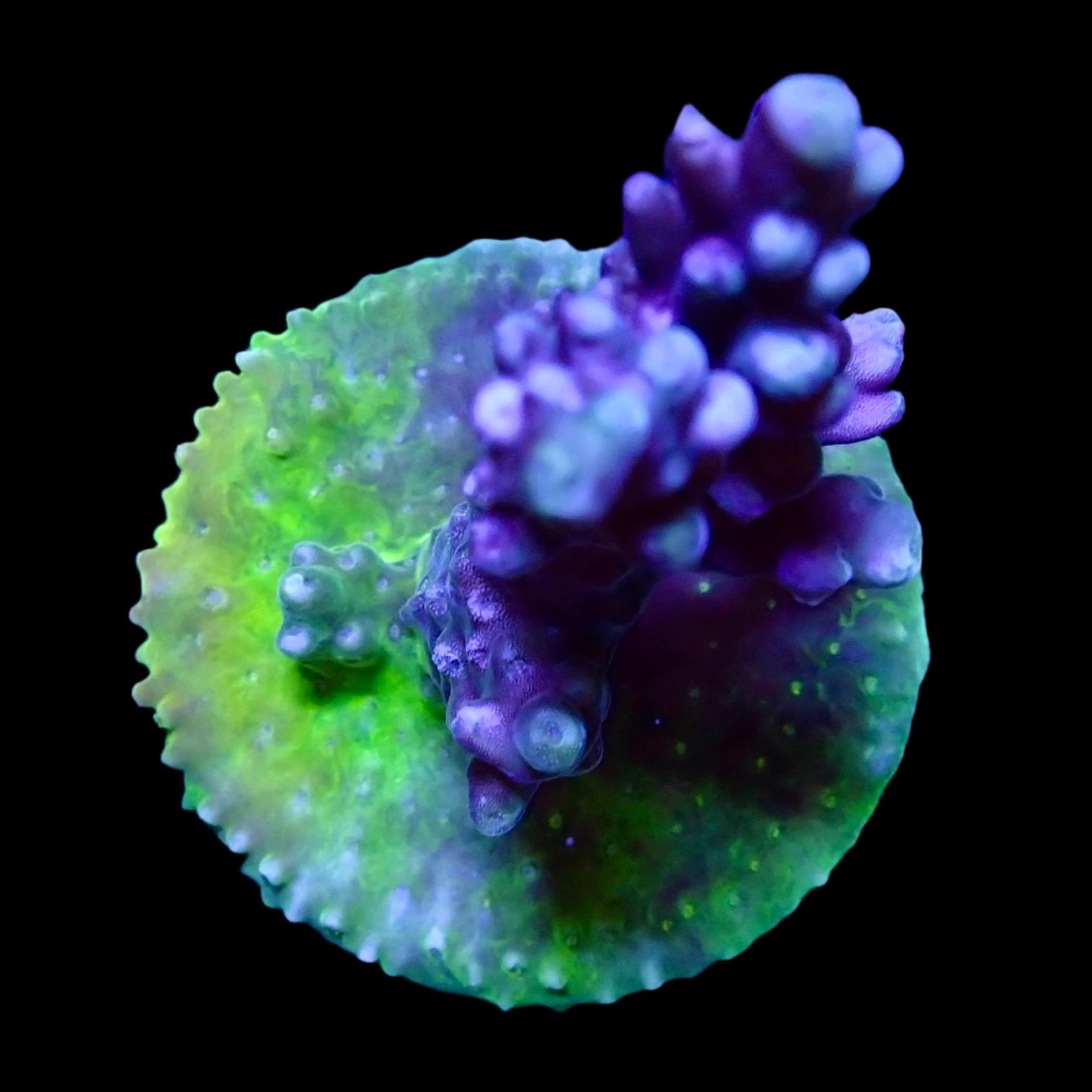 Acropora Frag Australie WYSIWYG