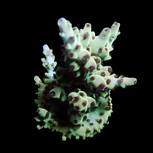 Vibrant Acropora coral under intense lighting in a reef aquarium