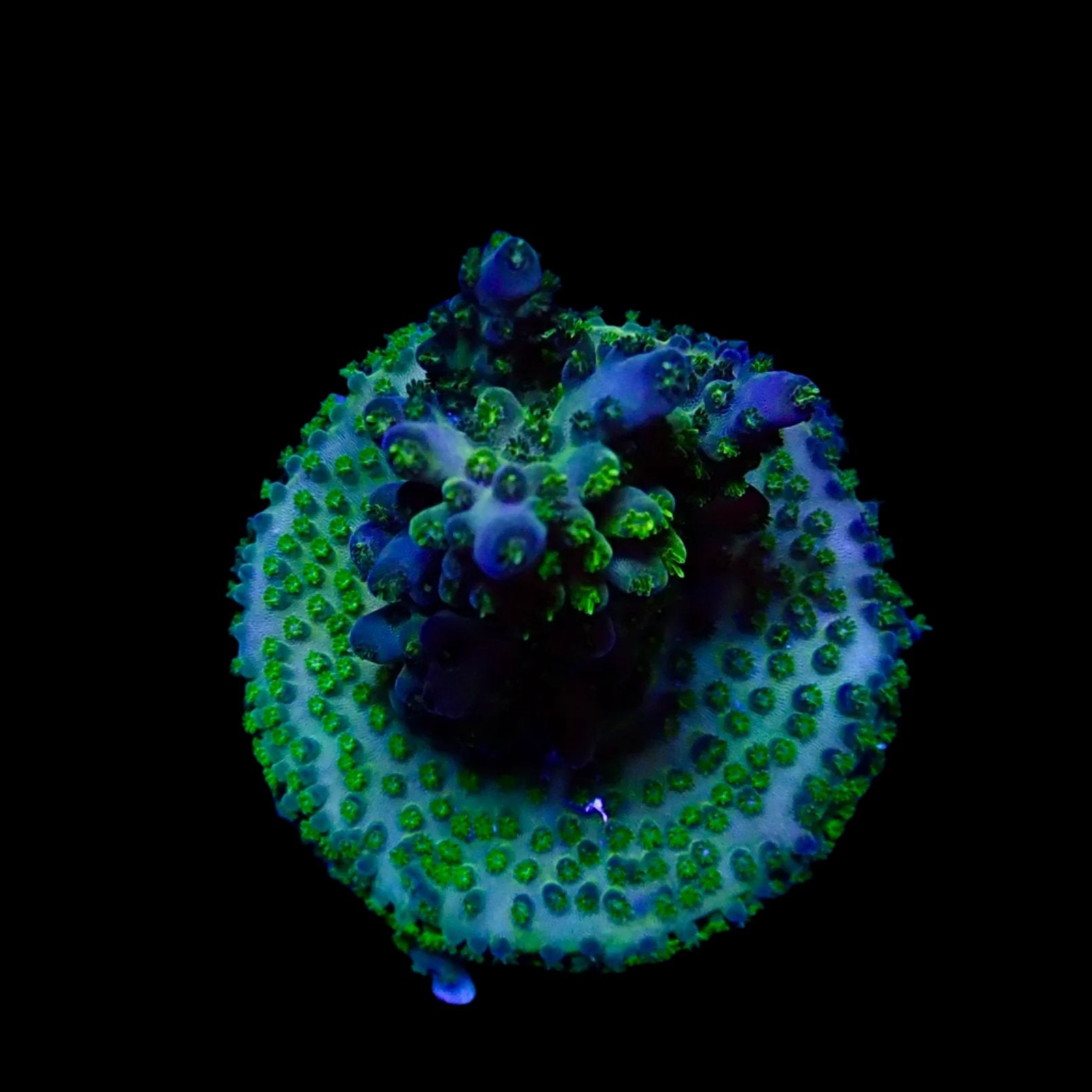 Acropora Frag Australie WYSIWYG