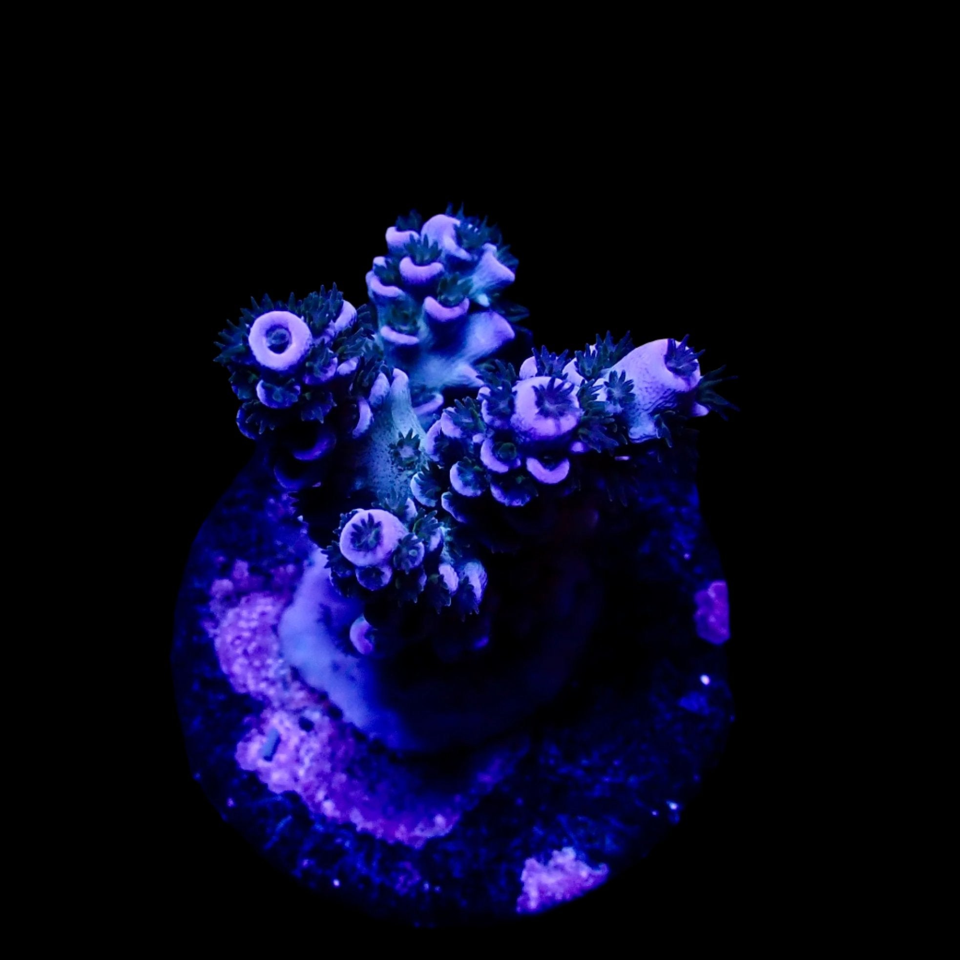 Acropora Frag Australie WYSIWYG